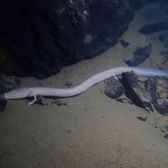 An olm — the pale cave salamander